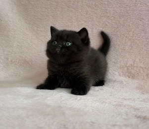 British ShortHair black