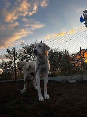 femela ciobanesc romanesc 