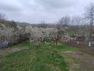 Proprietar vand casa in Bodrogu Nou,   - imagine 4