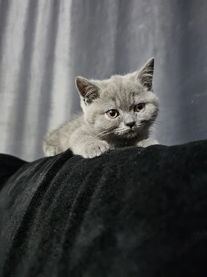 british shorthair blue 