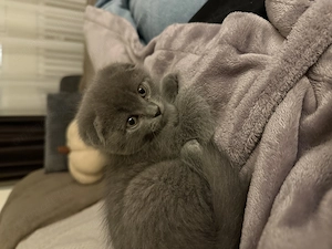 Pisica scottish fold