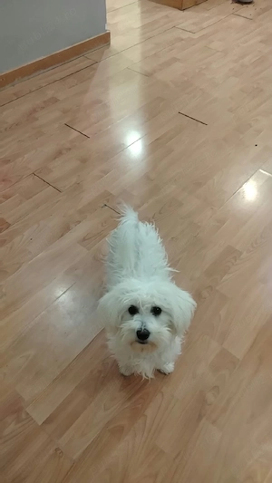 Bichon Maltez Mascul