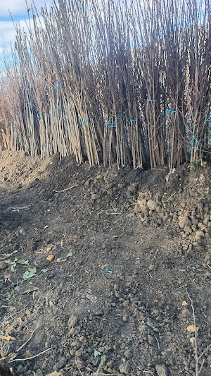Pomi fructiferi 
