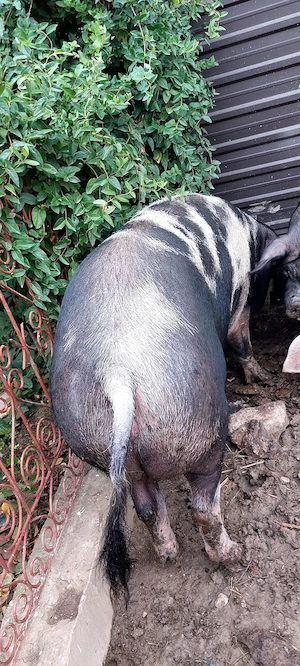 Vând porc ( scroafă) la 200 kg.....12 lei - imagine 4