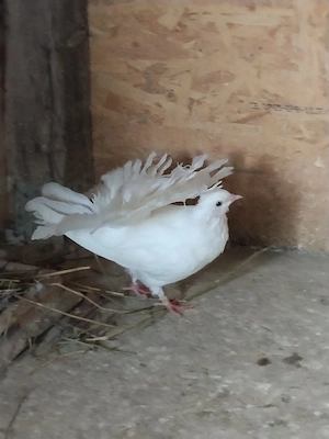 porumbei voltați 