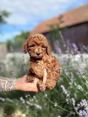 pui pudel poodle - imagine 4