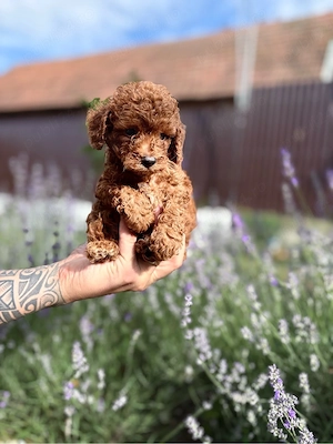 pui pudel poodle - imagine 5