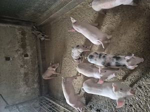 Purcei rasă marele alb  duroc - imagine 2