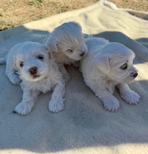      Puiuți Bichon   600 lei bucata      - imagine 2