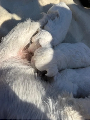      Puiuți Bichon   600 lei bucata      - imagine 4
