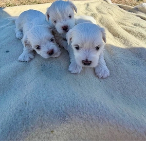      Puiuți Bichon   600 lei bucata      - imagine 3