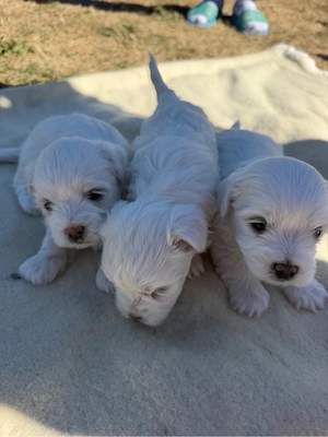      Puiuți Bichon   600 lei bucata      - imagine 5