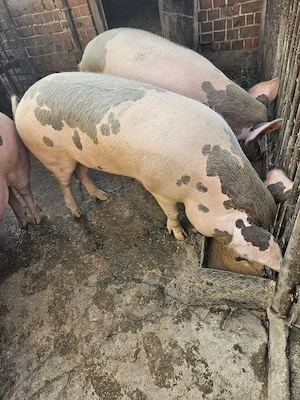 Porci de Vânzare Comuna Vermeș Jud Caraș-Severin - imagine 3