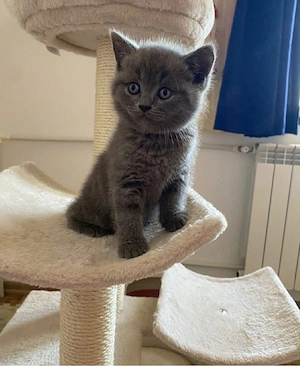 British shorthair puiut 