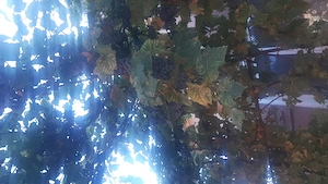 Struguri dulci