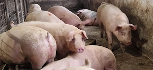 Porci de Vanzare