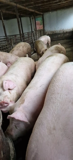 Porci crescuti in gospodarie proprie
