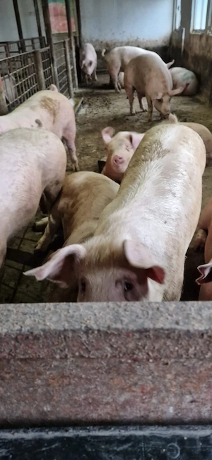 Porci grasi, crescuti in gospodarie proprie