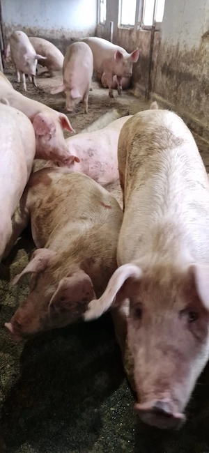Porci mari de vanzare