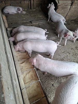 Purcei mâncăcioși de vânzare