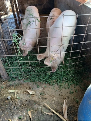 Porci de vânzare! - imagine 2