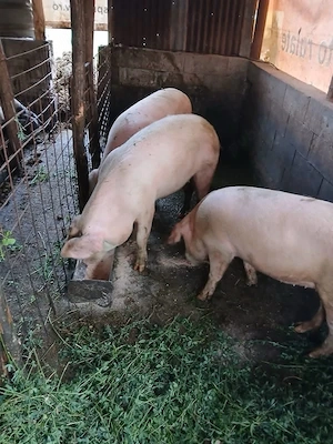 Porci de vânzare!