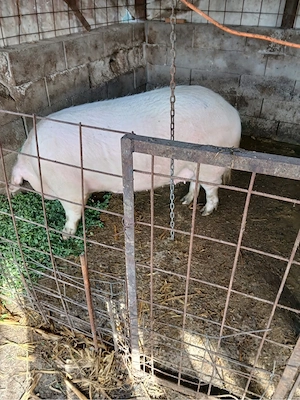 Porci de vânzare! - imagine 3