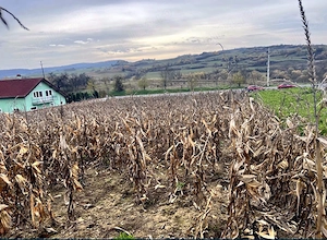 Teren intravilan 1000 mp, front 19 m la DN13, utilități   Saschiz, zonă UNESCO