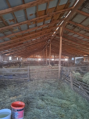 Vând 450 ovine + 200 miei, saivan, teren și pășune   Timiș - imagine 4