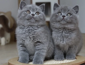 British shorthair puiuți - imagine 3