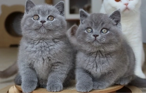 British shorthair puiuți