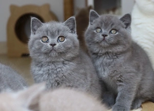 British shorthair puiuți - imagine 2