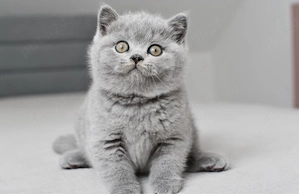 British shorthair puiuți - imagine 2