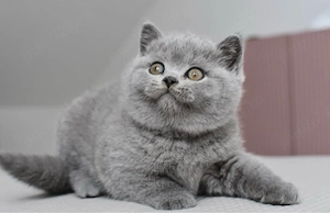 British shorthair puiuți
