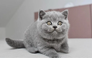 British shorthair puiuți - imagine 3