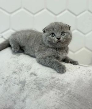 Scottish fold puiuți superbi - imagine 3