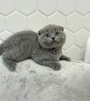Scottish fold puiuți superbi