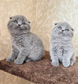 Scottish fold puiuți