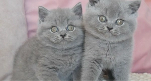British shorthair