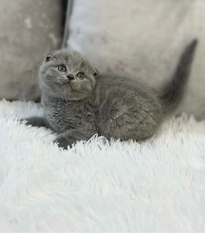 Scottish fold pisoiași