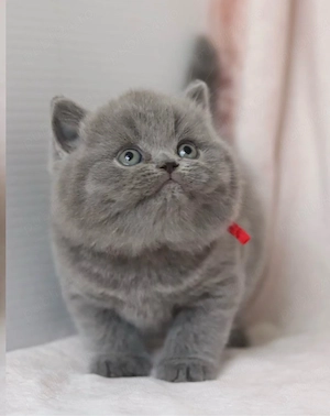British shorthair