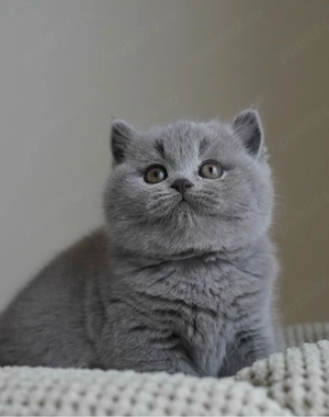 British shorthair