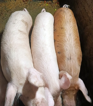 Porci pentru Crăciun 