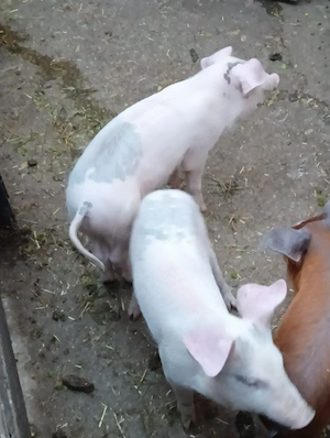 purcei 10 SĂPTĂMÂNI PREȚ 250 lei bucata 