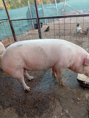 Vând porc pentru sacrificare  - imagine 3