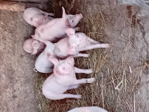 Vind purcei si porci - imagine 5