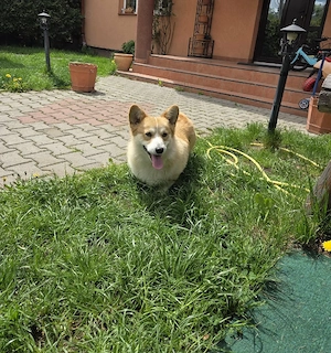 Welsh corgi pembroke - imagine 3