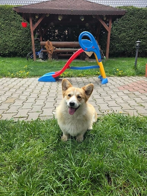 Welsh corgi pembroke