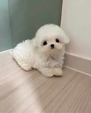 Bichon Maltez mini Toy (autorizat) - imagine 3