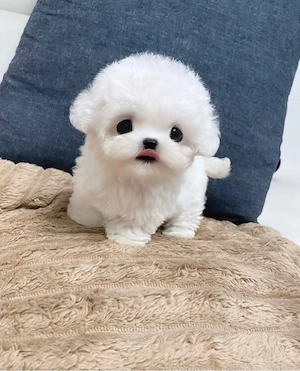 Bichon Maltez mini Toy (autorizat)